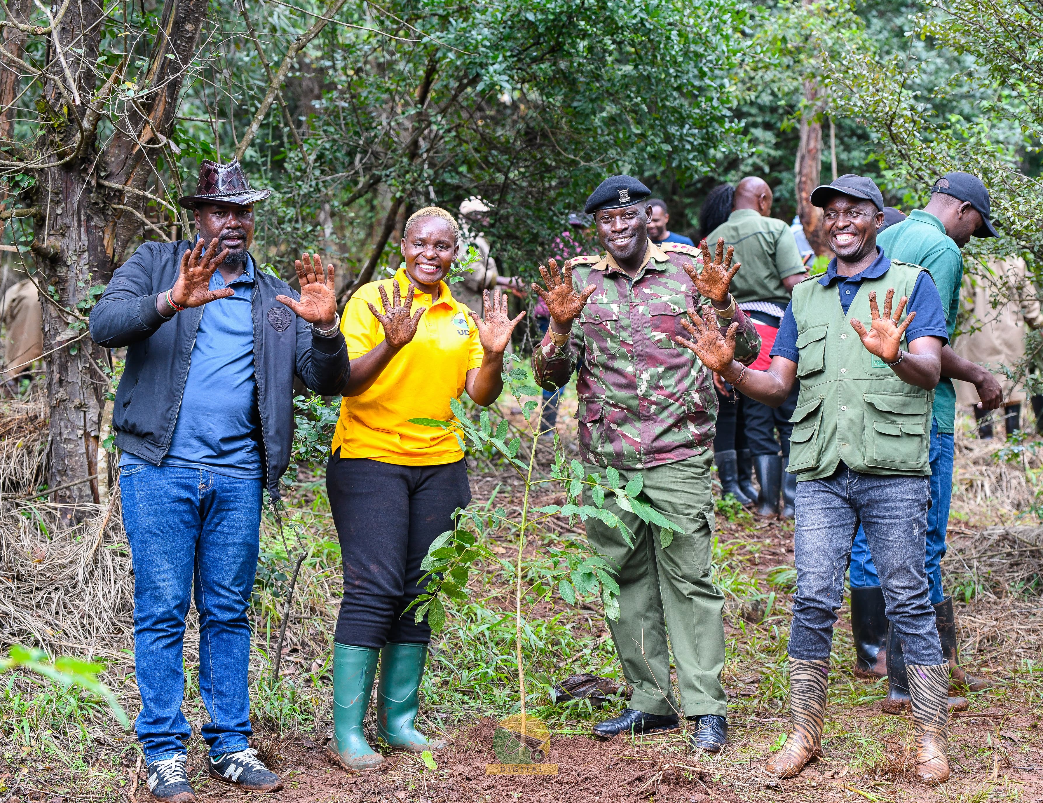 Karura Forest