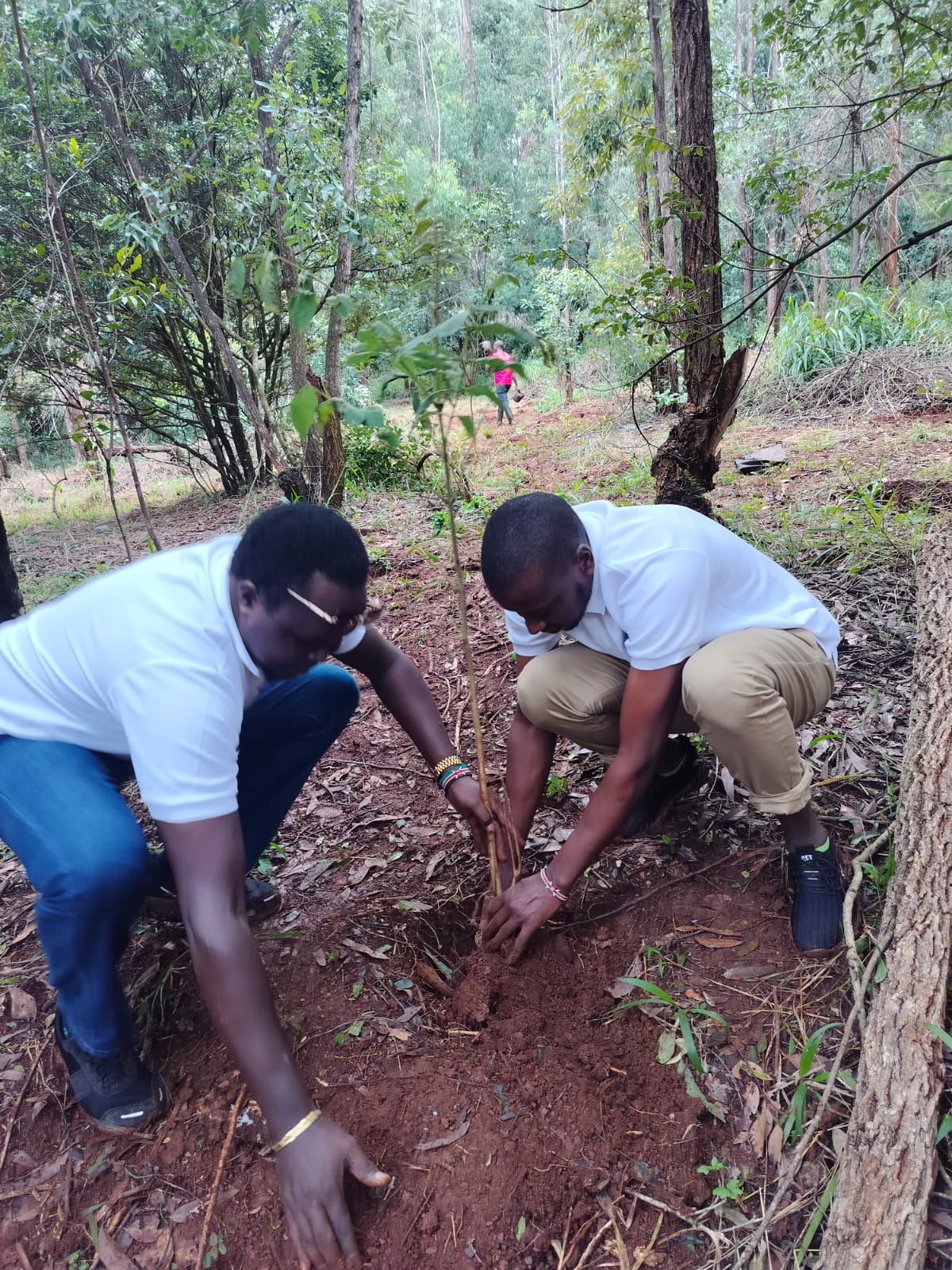 Karura Forest